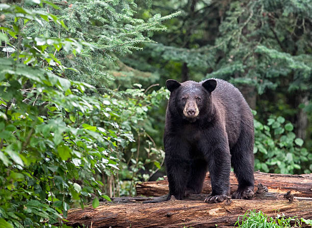MANY BEAR SIGHTINGS IN BALMORAL