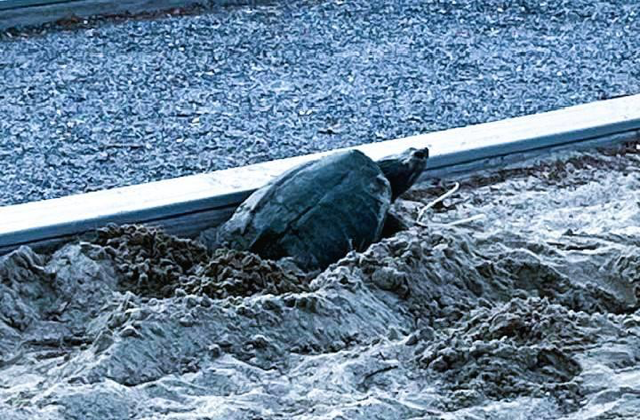 NESTING TURTLES AT THE BEACH
